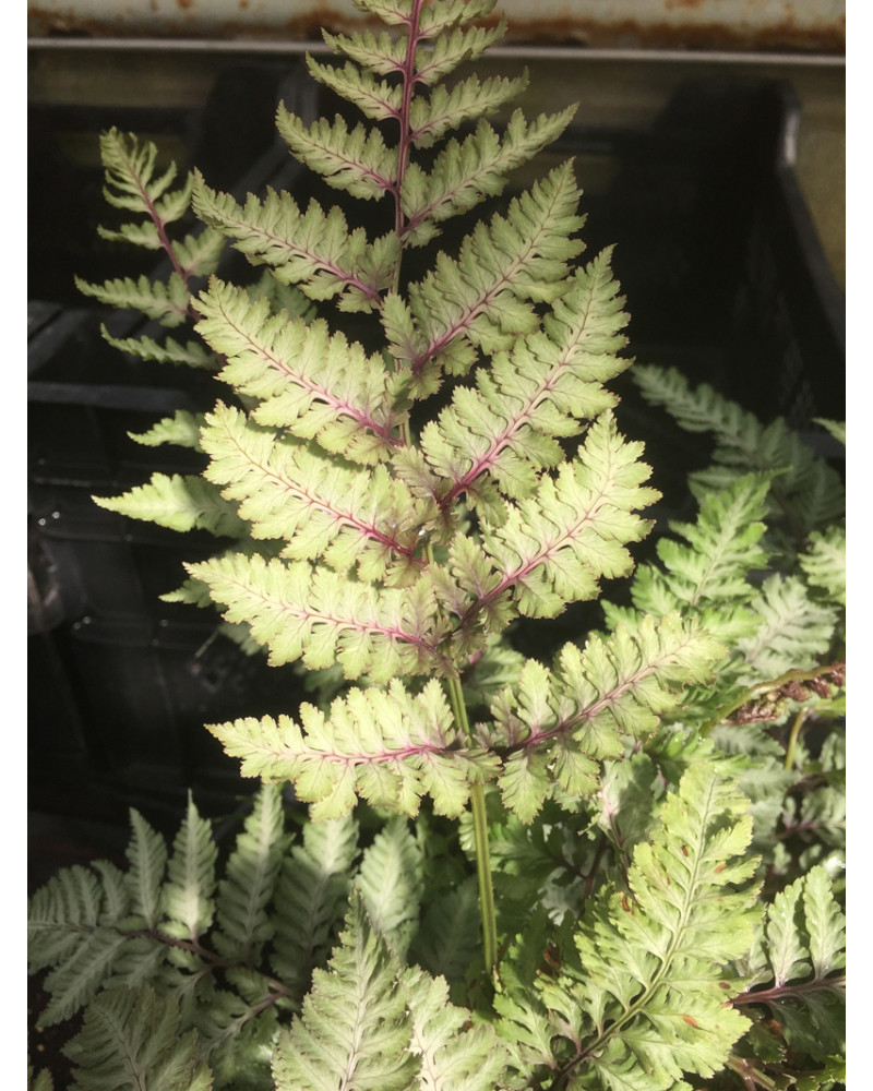 Japanischer Regenbogenfarn, Athyrium nipponicum Rainbow Pflanze