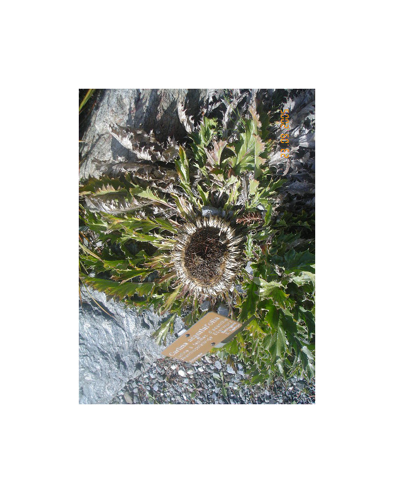 Carlina acanthifolia, Golddistel