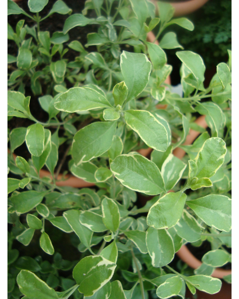 Pfirsich-Salbei buntblättrig, Salvia greggii Variegata Pflanze