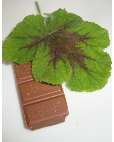 Schokoladen-Geranie, Pelargonium Chocolate Peppermint