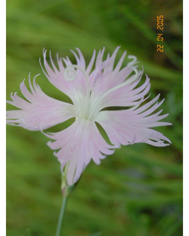 Alpennelke, Dianthus alpestris