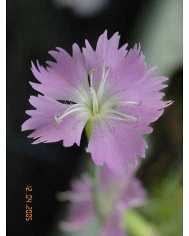 Dianthus montanus, Bergnelke