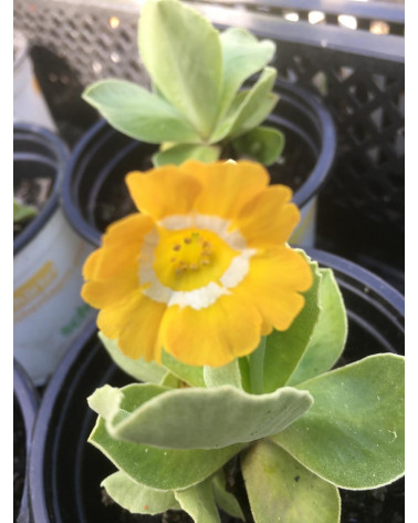 Schau-Aurikel, Primula auricula Chorister Pflanze