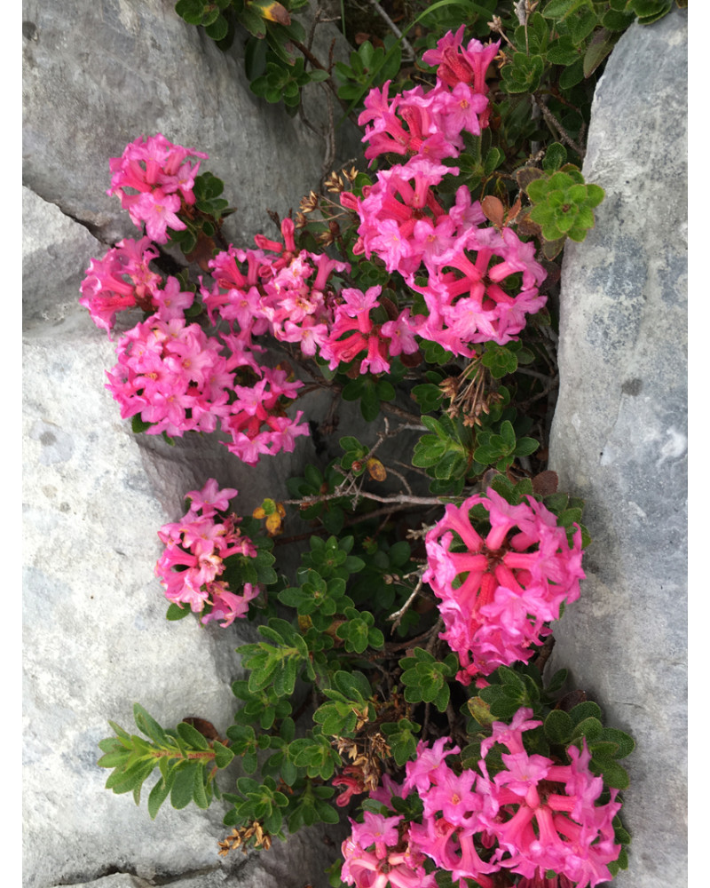 Rhododendron hirsutum, Bewimperte Alpenrose