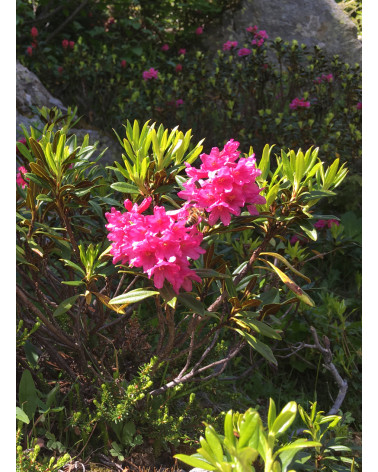Rhododendron ferrugineum, Alpenrose (Almrausch)