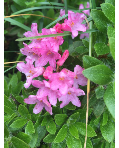 Rhododendron hirsutum, Bewimperte Alpenrose