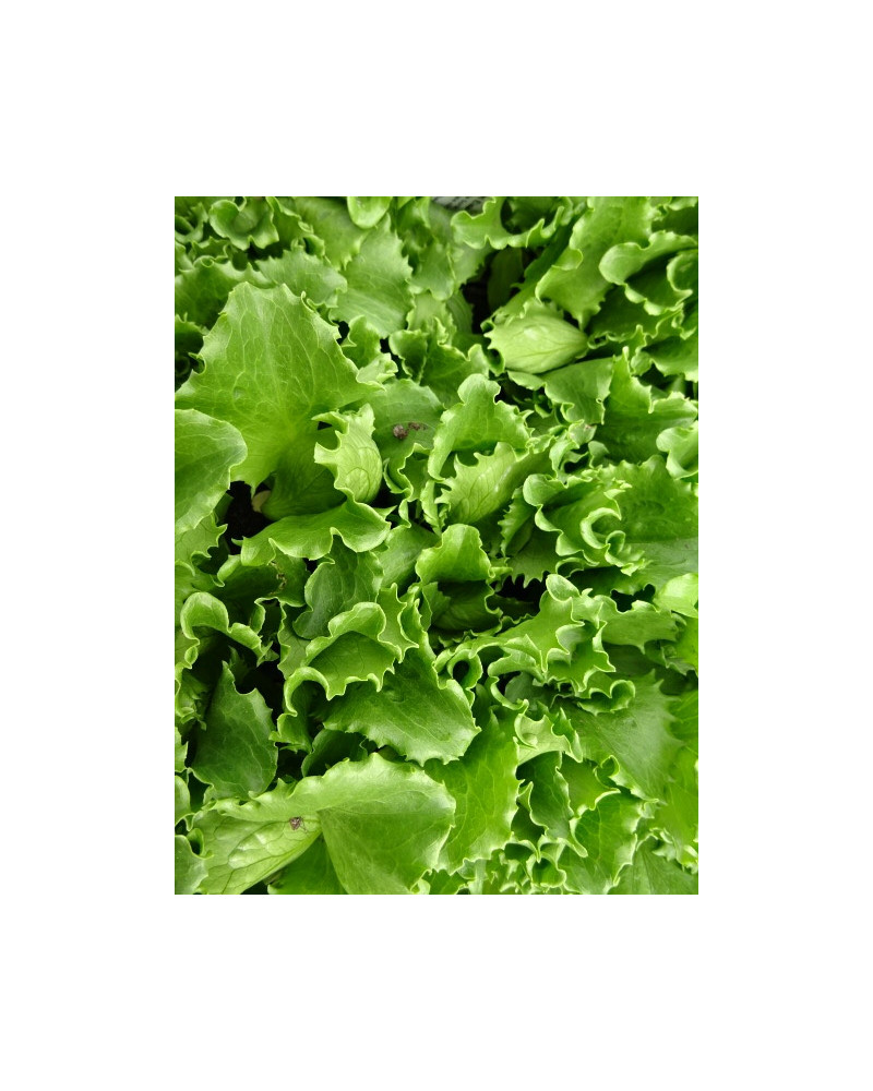 Eisberg-Salat grün