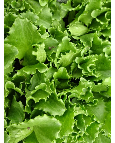 Eisberg-Salat grün
