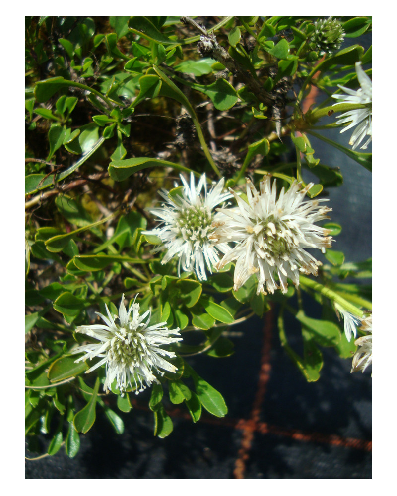 Globularia cordifolia Alba
