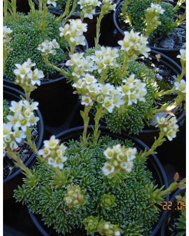 Saxifraga apiculata Alba