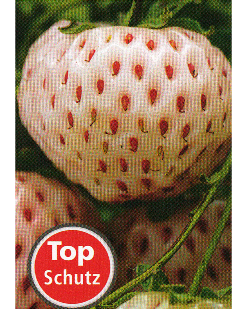 Erdbeere Weisse Ananas Fragaria