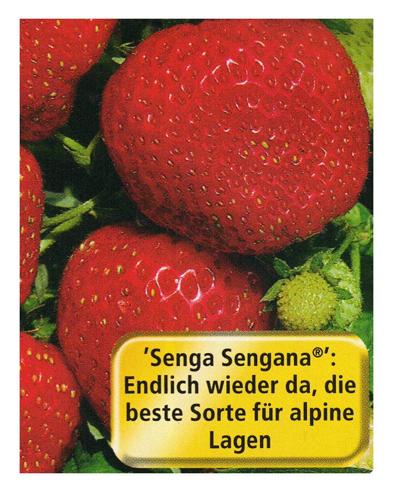 Erdbeere Senga Sengana