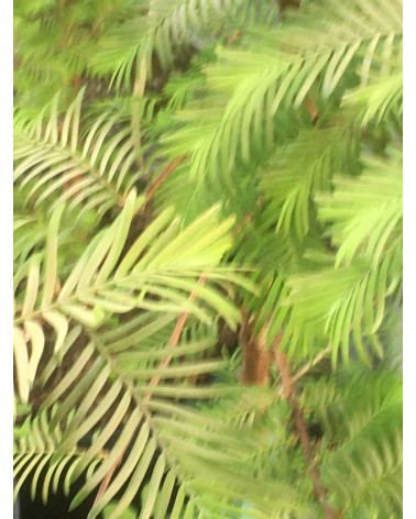 Urwelt-Mammutbaum, Metasequoia glyptostroboides Pflanze