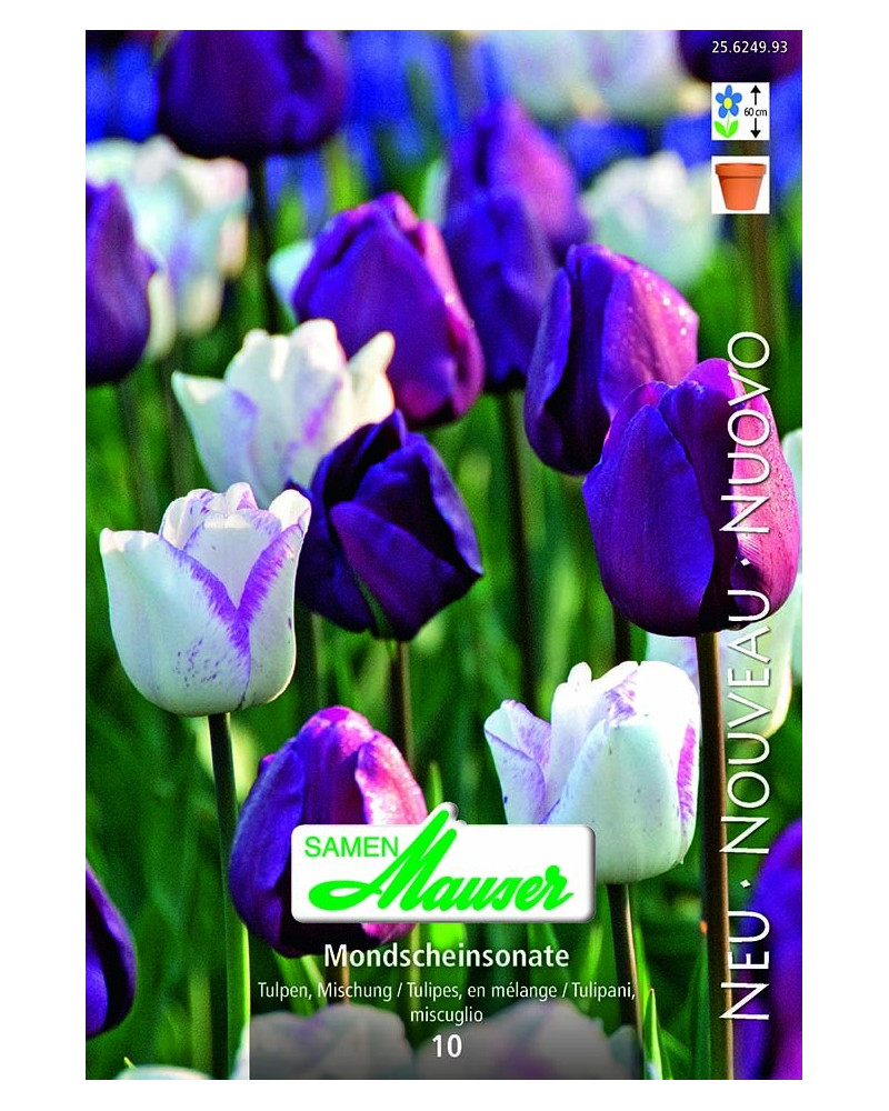 Eye Catcher (Tulpenmischung) Eye Catcher (Tulpenmischung)
