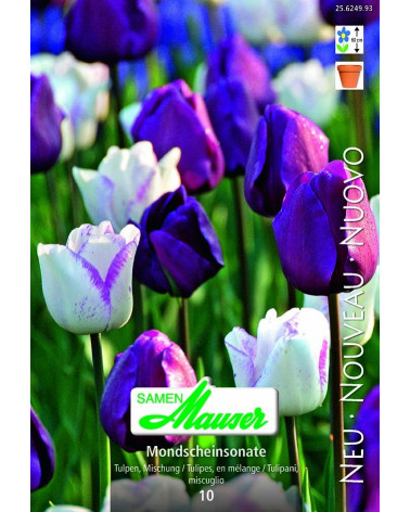 Eye Catcher (Tulpenmischung)