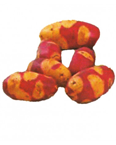 Marzipan-Kartoffel Mayan Twilight