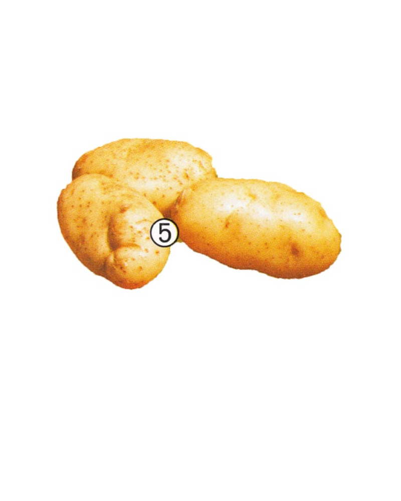 Gourmet-Kartoffel Mayan Gold