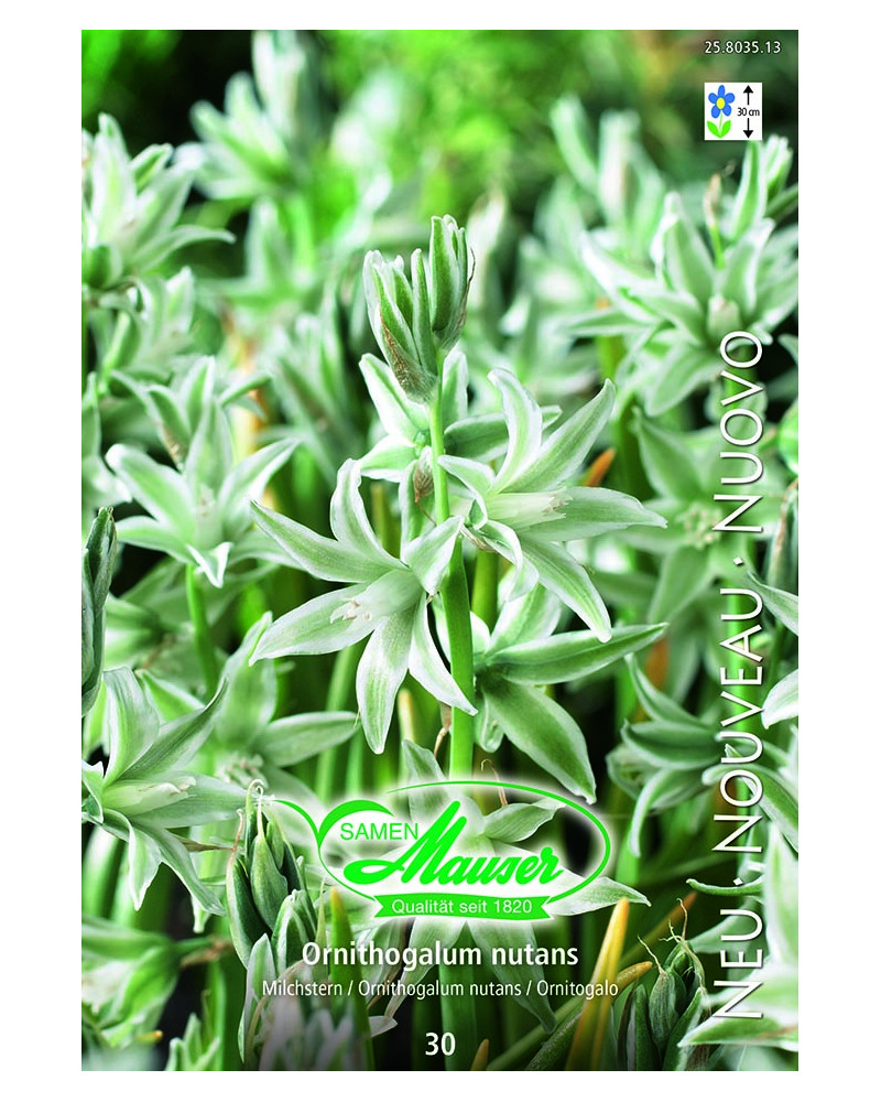 Milchstern, Ornithogalum nutans Milchstern, Ornithogalum nutans