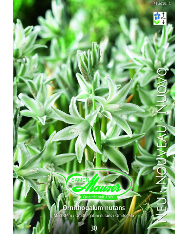 Milchstern, Ornithogalum nutans