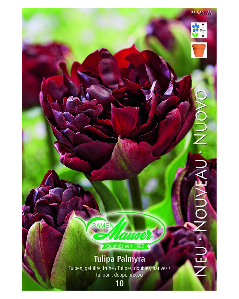 Tulipa Palmyra