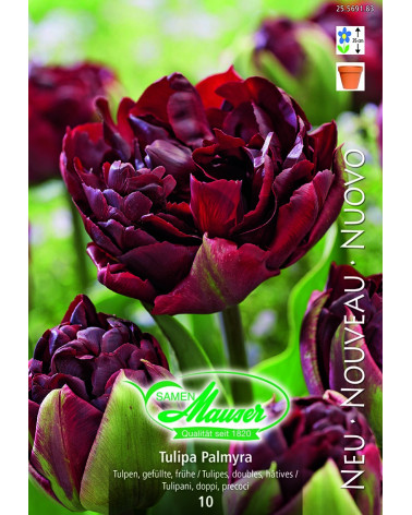 Tulipa Palmyra