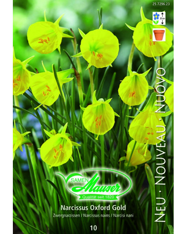 Narcissus Oxford Gold