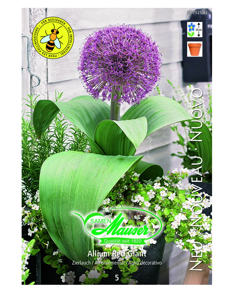 Allium Red Giant