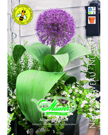Allium Red Giant