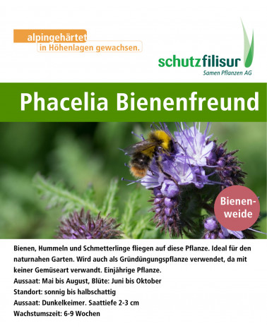 Bienenfreund Phacelia