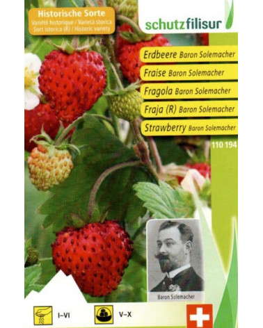 Erdbeere Baron Solemacher