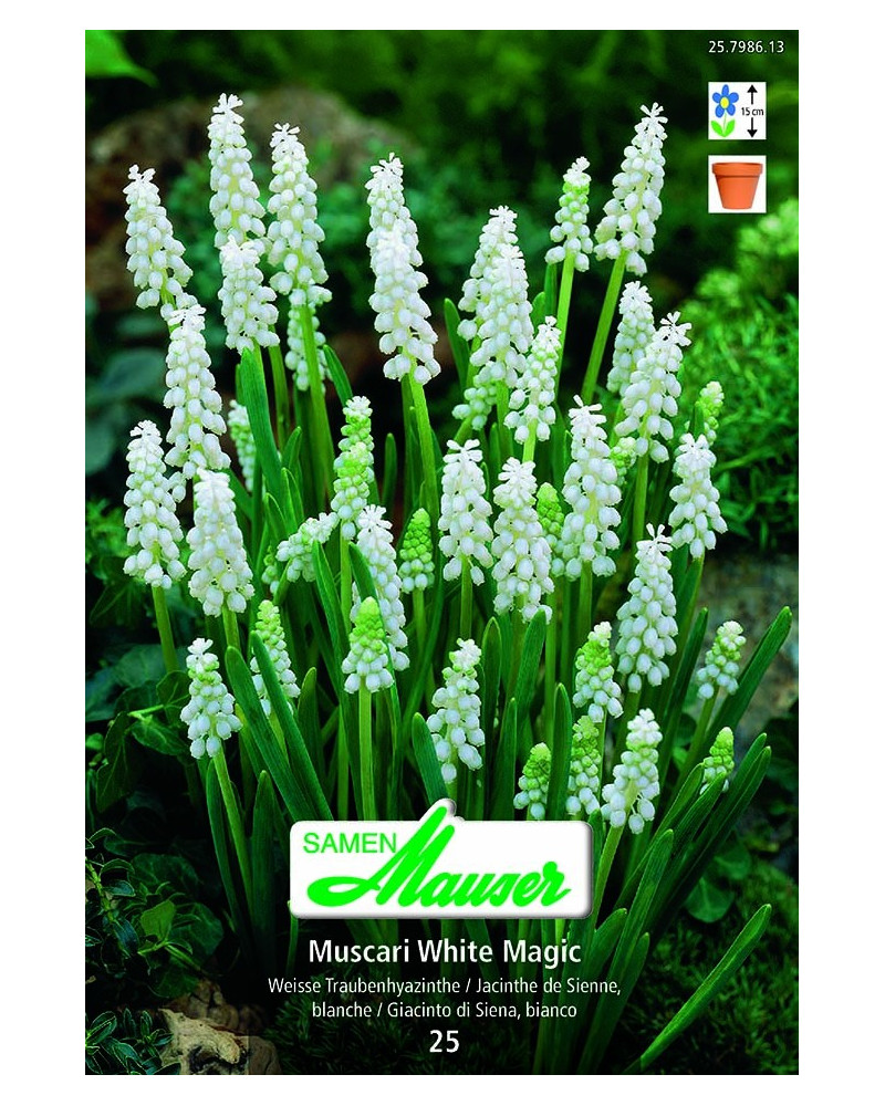White Magic  White Magic