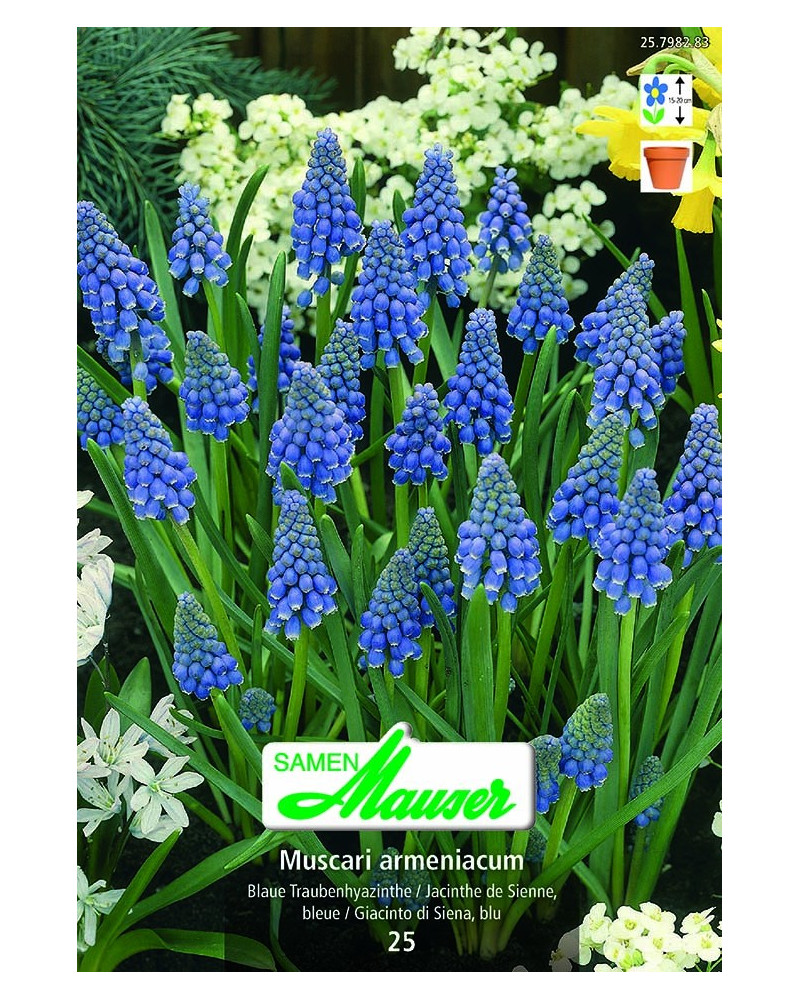 Muscari armeniacum  Muscari armeniacum