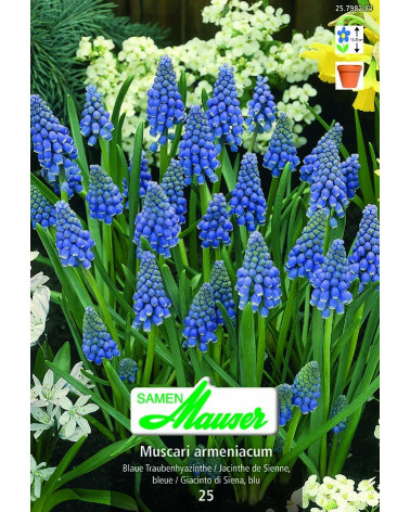 Muscari armeniacum 