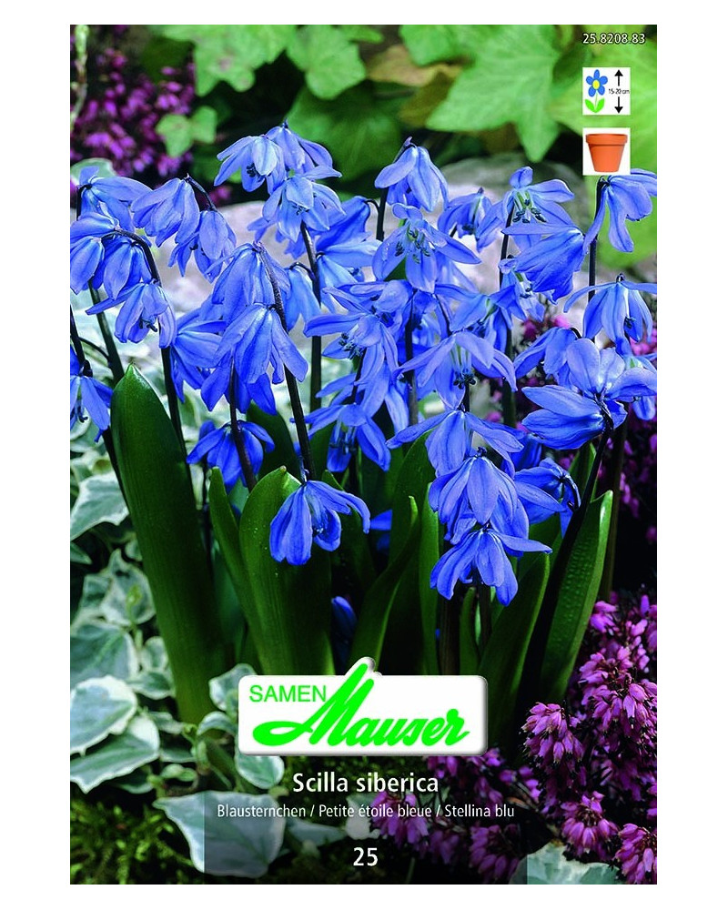 Scilla siberica Scilla siberica