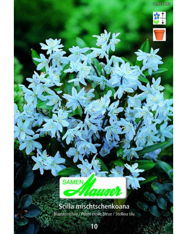 Scilla tubergeniana