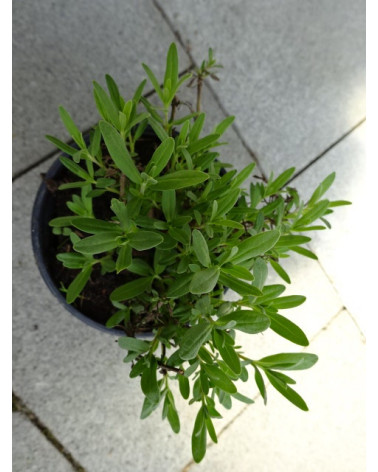 Ysop, Hyssopus officinalis Pflanze