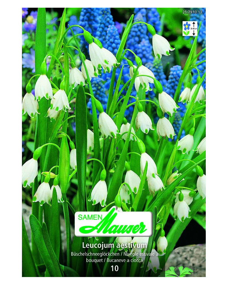 Büschel-Schneeglöckchen  