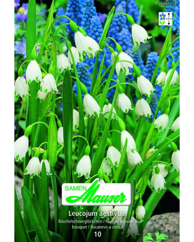 Büschel-Schneeglöckchen  