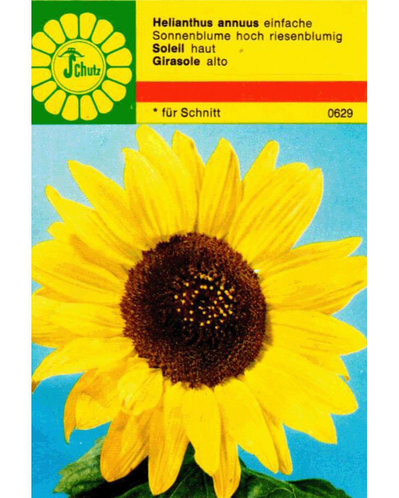 Sonnenblumen gelb Samen