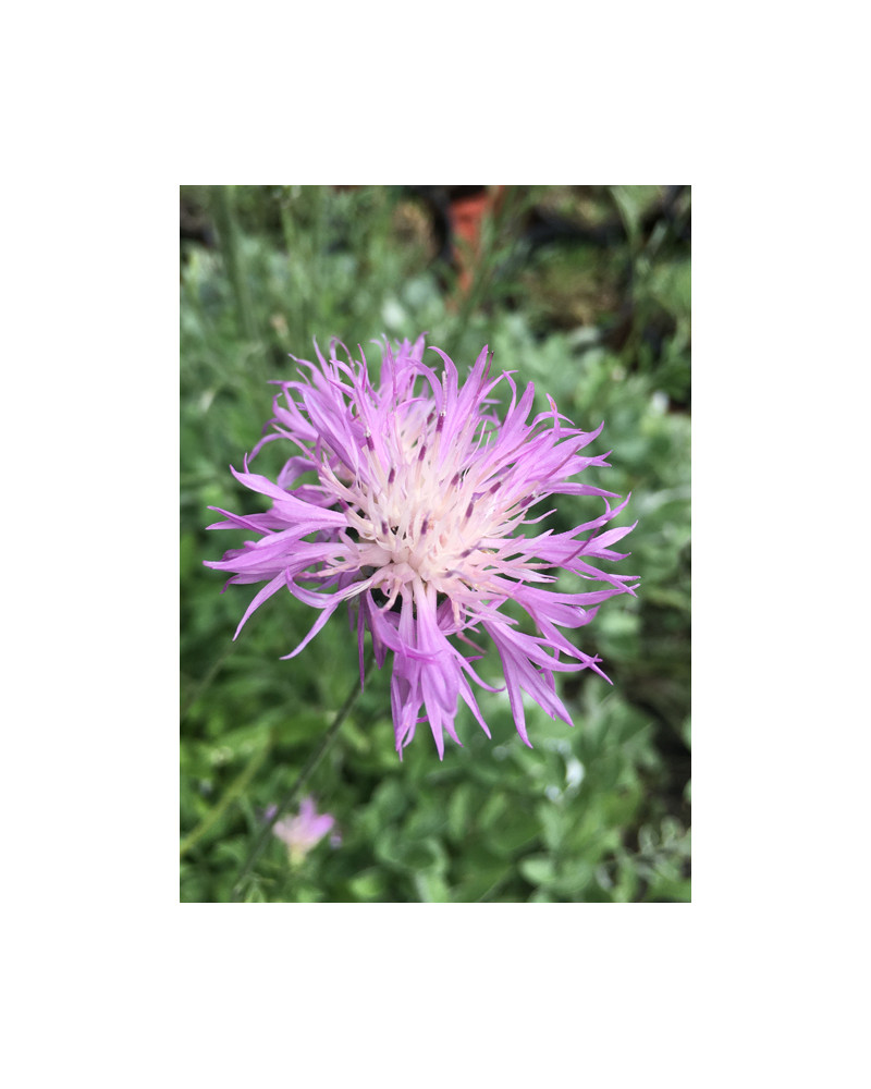 Centaurea bella, Schöne Zwerg-Flockenblume
