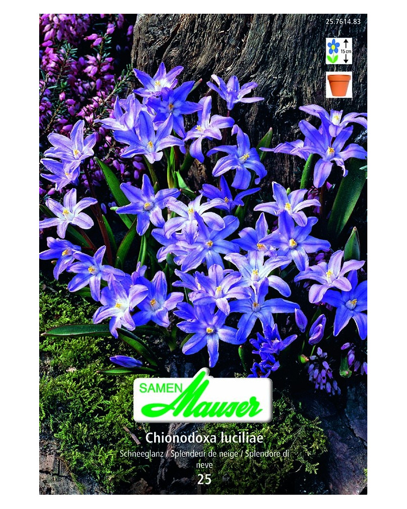 Chionodoxa luciliae Chionodoxa luciliae