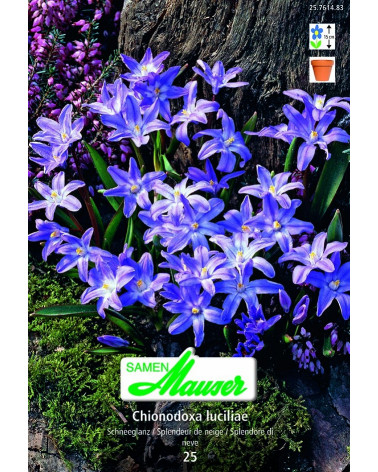 Chionodoxa luciliae