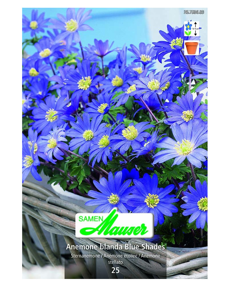 Blue Shades Anemone  Blue Shades Anemone