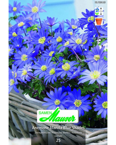Blue Shades Anemone 