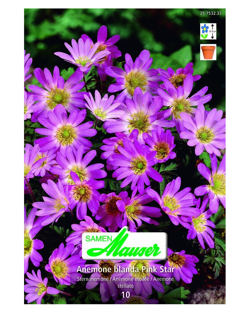Pink Star  Anemone  Pink Star  Anemone