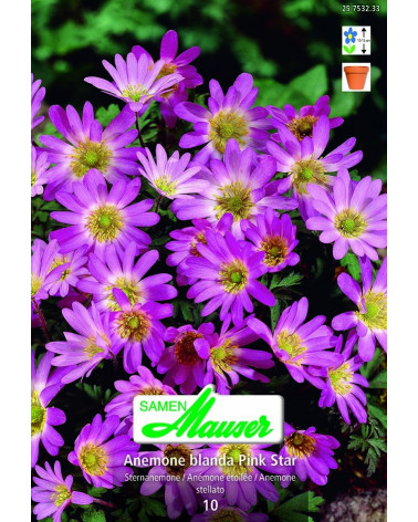 Pink Star  Anemone 
