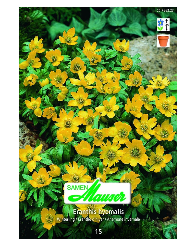 Eranthis hyemalis 