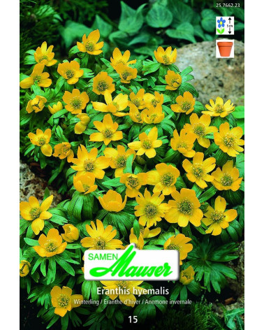 Eranthis hyemalis 