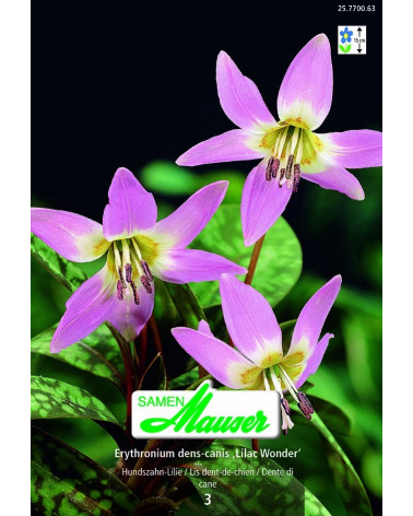Erythronium dens-canis 'Lilac Wonder'