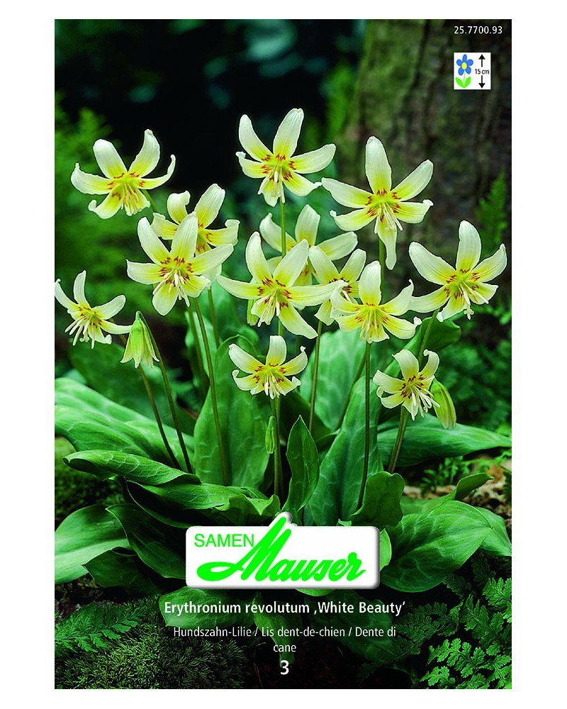 Erythronium revolutum 'White Beauty' Erythronium revolutum 'White Beauty'
